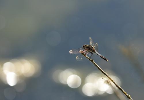 Réf. 57 442 : Leucorrhinia caudalis
