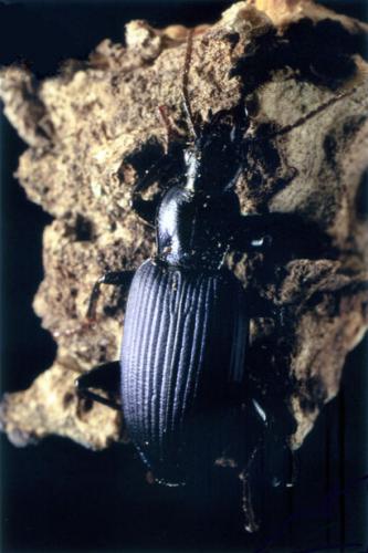 Réf. 57 233 : Laemostenus venustus