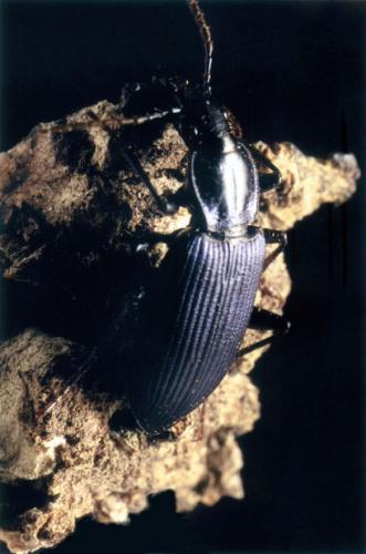 Réf. 57 234 : Laemostenus venustus