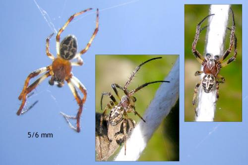 Larinioides sclopetarius