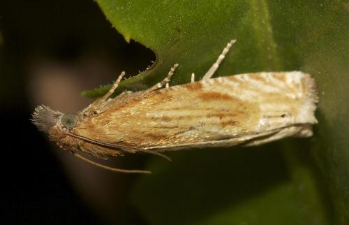 Eucosma sp.