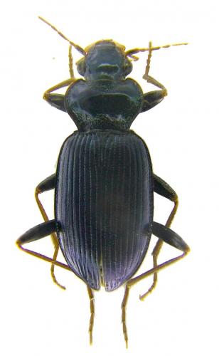 Réf. 57 511 : Leistus spinibarbis