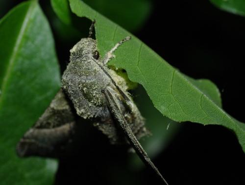 Proserpinus proserpina
