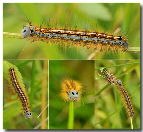 Malacosoma neustria