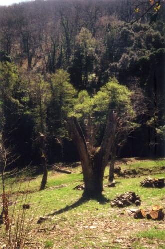 Zerynthia polyxena