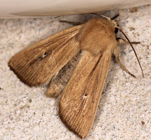Mythimna sicula