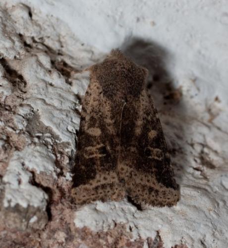 Réf. 57 080 : Xanthia ruticilla