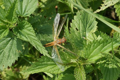 Réf. 57 444 : Libellula fulva