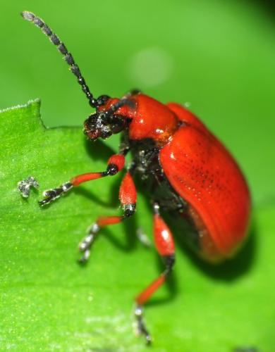 Lilioceris merdigera