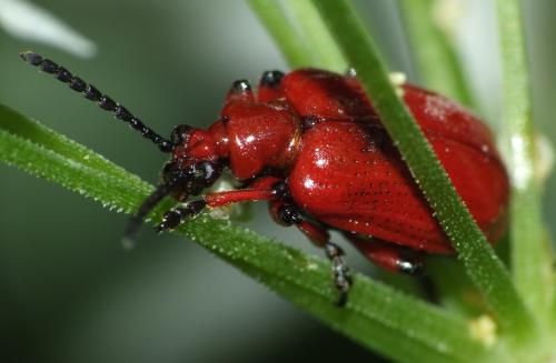 Lilioceris merdigera