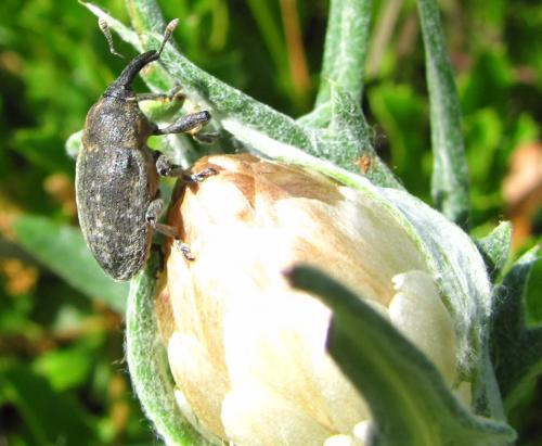 Larinus leuzeae