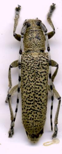 Saperda similis