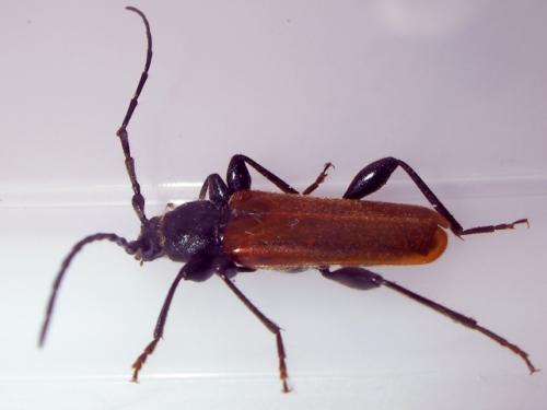 Réf. 57 435 : Phymatodes testaceus