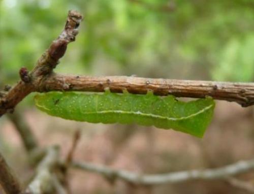 Amphipyra pyramidea