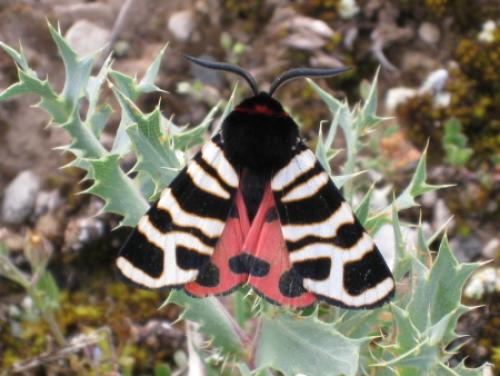 Arctia festiva
