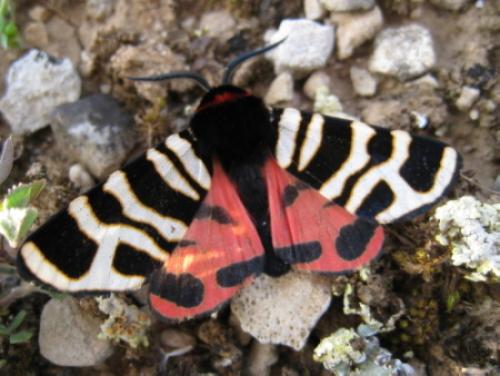 Arctia festiva