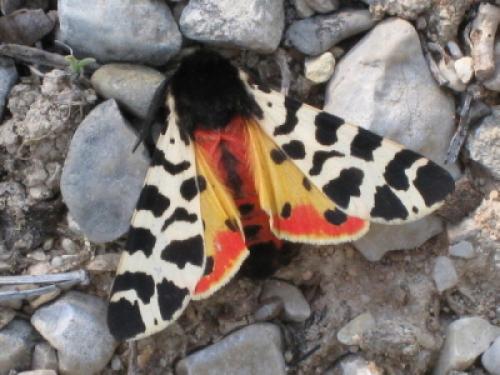 Réf. 57 521 : Atlantarctia tigrina