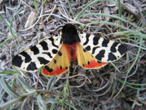 Réf. 57 522 : Atlantarctia tigrina