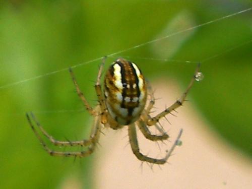 Réf. 57 840 : Mangora acalypha
