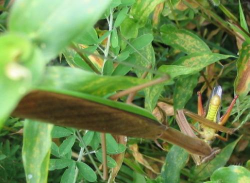 Tenodera sinensis