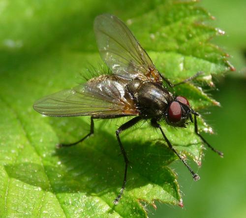 Macquartia grisea