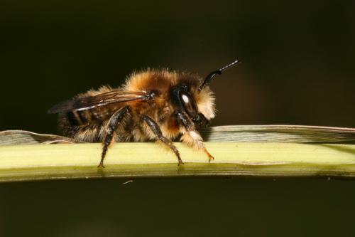 Megachile circumcincta