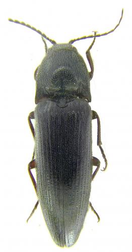 Réf. 57 198 : Melanotus villosus