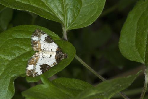 Réf. 57 207 : Melanthia procellata