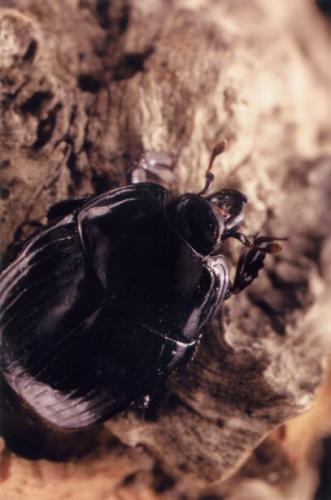 Réf. 57 139 : Margarinotus merdarius