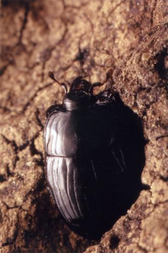 Réf. 57 140 : Margarinotus merdarius