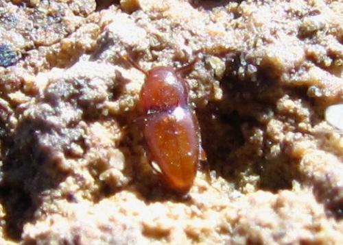 Réf. 57 479 : Merophysia formicaria