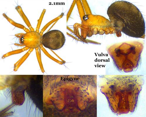 Réf. 57 789 : Palliduphantes pallidus