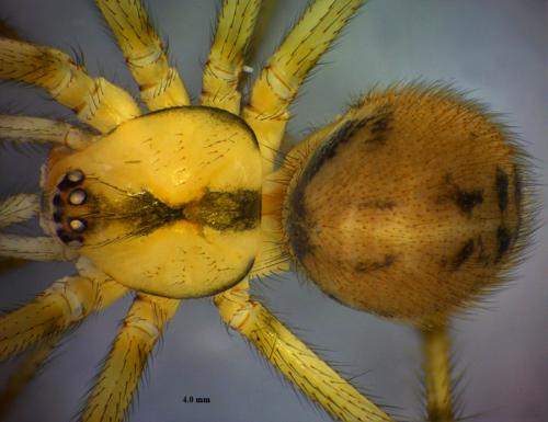Nesticus cellulanus