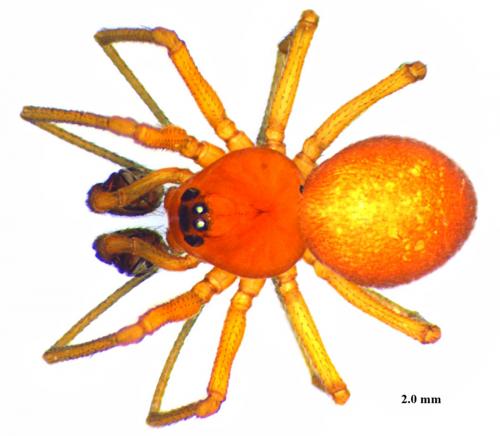 Nematogmus sanguinolentus