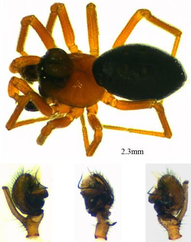 Réf. 57 808 : Hypomma bituberculatum