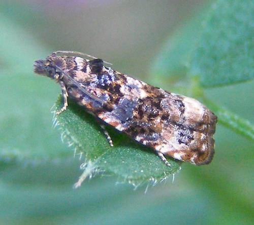 Réf. 57 431 : Endothenia sp.