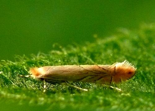 Phyllonorycter messaniella