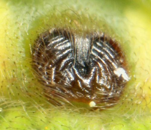 Micrommata ligurina