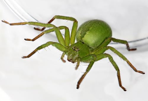 Micrommata ligurina