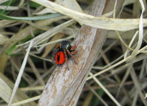 Philaeus chrysops