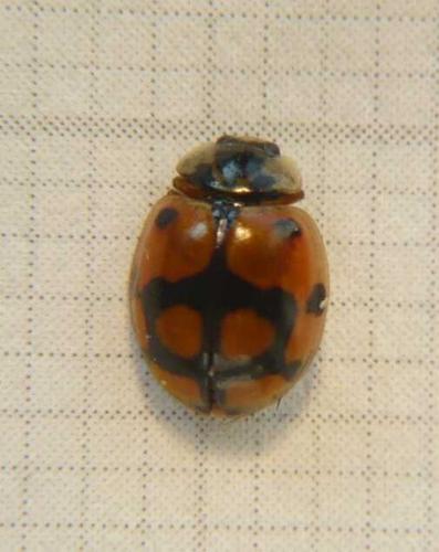 Réf. 57 911 : Adalia decempunctata