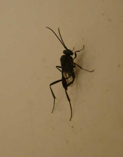 Evania appendigaster