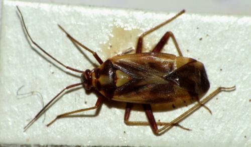 Réf. 57 274 : Grypocoris sexguttatus