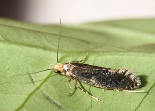 Réf. 57 771 : Monopis laevigella