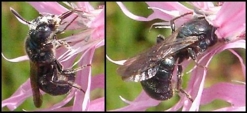 Réf. 57 263 : Ceratina sp.