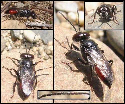 Réf. 57 224 : Astata sp.