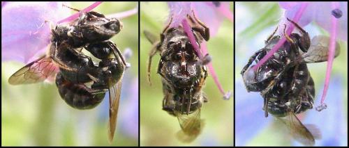 Ceratina cucurbitina