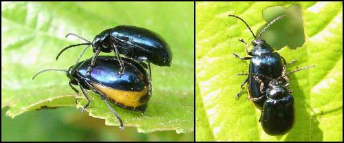 Réf. 57 404 : Agelastica alni