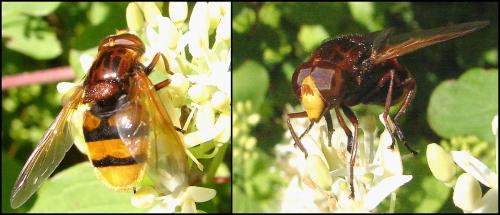 Volucella zonaria