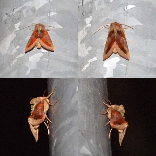 Diachrysia chrysitis